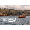 Vancouver Island Whale Watch